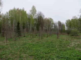 лес в районе Начапкино