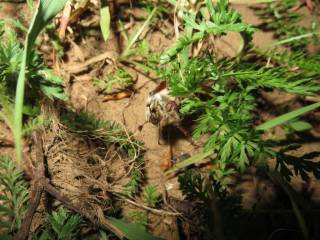 Майский жук упал на спинку и теперь пытается подняться, зацепляясь за травинки.