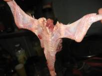 перепелиный дракончик