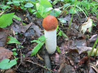 подосиновик