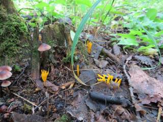 рогатик желтый