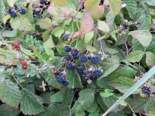 Крупная ежевика