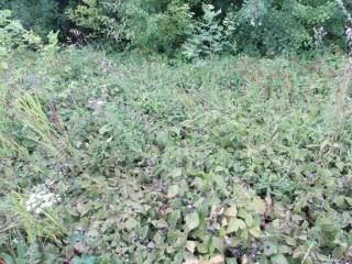 Заросли ежевичные