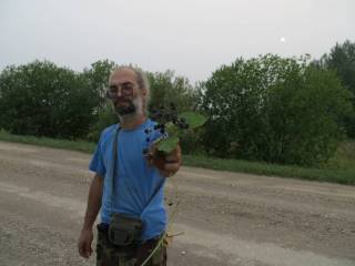 Букетик ежевички