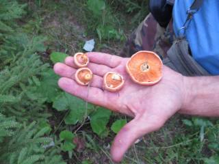 первые рыжики у опушки леса