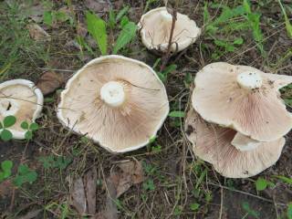 осиновые грузди