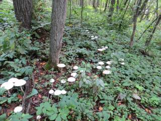 Лес полон ведьмиными кольцами из зонтиков