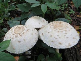 Бархатные шляпки