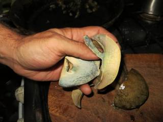 Желтая мякоть дубовика при срезе мгновенно синеет.