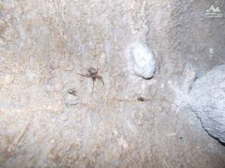 насекомые в пещере