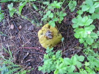 старый полубелый