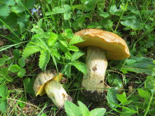 Полубелый гриб