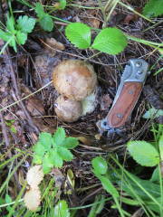 Полубелый гриб