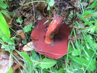 и один дубовик