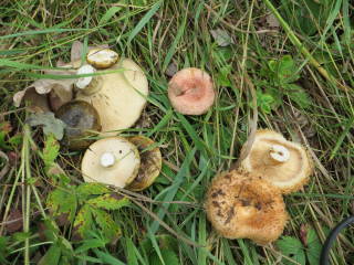 Разные грузди: черные, желтые да волнушка